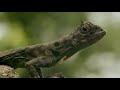 The Amazing Paradise Flying Snake | Wildest Islands Of Indonesia