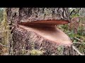 Logging & Skidding Timber In Western Washington