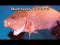 【The worst ending】 Giant Trevally 119lb | Spearfishing in Japan