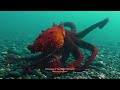 Octopuses of Pacific Northwest by John Roney x OctoNation Blog