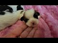 Hannah and Nitro's Puppies 2 weeks old 🐶❤️🐶 6/14/24