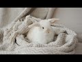 Music for Rabbits to Make Them Happy - SOOTHE ANXIETY 🐰