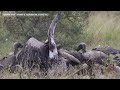 Kruger National Park - Hyenas on a Kudu Bull Kill with a lots of Vultures