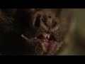 12 Terrifying Creatures To Make Your Skin Crawl | Smithsonian Channel
