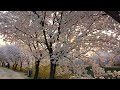 Cherry blossom in Apri in Korea