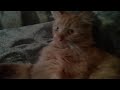 RANDOM  VIDEO  OF MY CAT