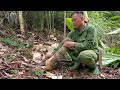 Harvest giant bamboo shoots