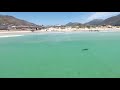 Bronze whaler shark swimming off Fish Hoek beach