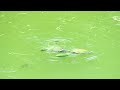 Two turtles play with cucumber, hilarious!