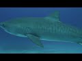 Shark Species Music Video