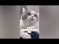 😅 Hilarious Cat Fails That Will Make You Laugh Out Loud 😹🤣 Funny Cats Videos 2024 🐈