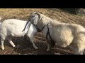 Billy Goats being Social: Goat Social behavior