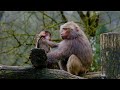 🌿4K Animals - Welcome to Wildlife Wonders! 🌿Scenic Relaxation Film
