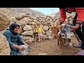 Preparation of nomadic capers for migration | nomadic lifestyle of iran#nomad#iran#nature