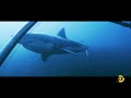Underwater Encounter With a Massive Great White Shark | Shark Week