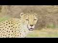 How Cheetahs Beat the Heat and Run 100+ KM/H | Hot Life in Africa 103