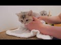 This kitten that turns into a different person when it takes a bath is so cute...