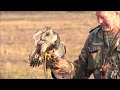 Training peregrine falcons (Falco peregrinus) to hunt, falconry