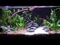 10-GALLON BETTA AQUASCAPE