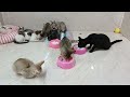 Try Not To Laugh Challenge😁Funny and Cute CAT Videos Compilation 2024😻🐶