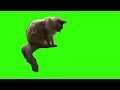 green screen nosy cat #part3