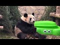 2024.04.27 Panda Yaya's one-year anniversary of returning home #panda #yaya #beijingzoo #life #vlogs