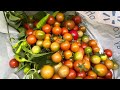 Harvesting tomatoes.//10:30