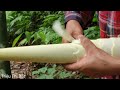 Harvesting bamboo shoots to sell - Cooking - living with nature | Triệu Thị Dất