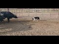 Dog breaking cattle with Brodey