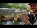 These Aggressive Canal Pike Were Going Wild! (Great Footage!)