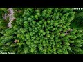 Relaxing Music for Mental Peace 🌿 Heals the Mind, Body, and Soul, Calm Your Nerves