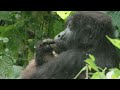 Finally My Dream Gorilla Safari in Uganda 🇺🇬 S7 EP.34 | Pakistan to South Africa