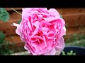 Backyard roses collection, David Austin rose, Olivia, Lady of shalott, Pompon Veranda, May 2024