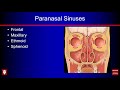 Sinonasal Anatomy