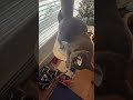 Cat Goes on a Massive Catnip Trip