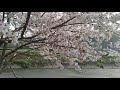Sakura Petals in the wind 2021 Kurose River