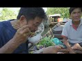 Cá Bông Lau 5kg nấu Lẩu Mắm – Đặc sản “gây nghiện” ở Miền Tây | Nét Quê #510