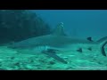 Tauchen vor La-Digue Seychellen - Ein Traum in HD / High Definition / Ein echtes 