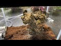 Solenopsis invicta - Fire Ants- 1 Years rapid growth!
