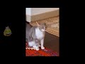 NEW Funny Animals 😹 Funniest Cat And Dogs Videos 2024 🐶😹😂