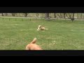 Clicker Training: Off Leash Control in The Park - Opal and Ginger