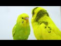 Budgie Sounds for Lonely birds to make them happy