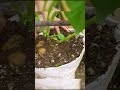 How to propagate potatoes at home for many tubers and easy #grow #tree #propagate #shorts