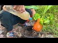 Strange story, papaya tree, banana fruit |How Grafting Papaya with Banana produces the most fruit