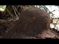 German helmet dug up after war