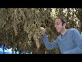 Drying Systems for Cannabis