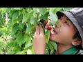 PANEN GRATIS BUAH CHERRY DI KEBUN CEM2AN KU BULE SPANYOL!! BINGUNG KEBUN LUAS BANGET TAJIR MELINTIR!