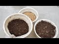 Cách trồng dâu tây cấy mô ở xứ nóng