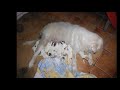 great pyrenees giving birth caught on camera-perro dando a luz-perro pariendo