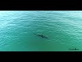 Great White Sharks at One of LA's Busiest Beaches